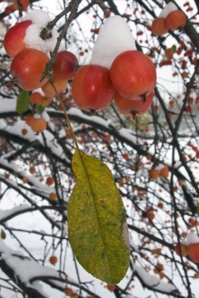 A zima je krásná - Jablíčka