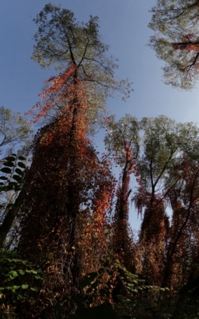 V přírodě - Podzim klepe na dveře