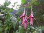Fuchsia magellanica