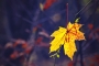 Květa Novotná -Podzim