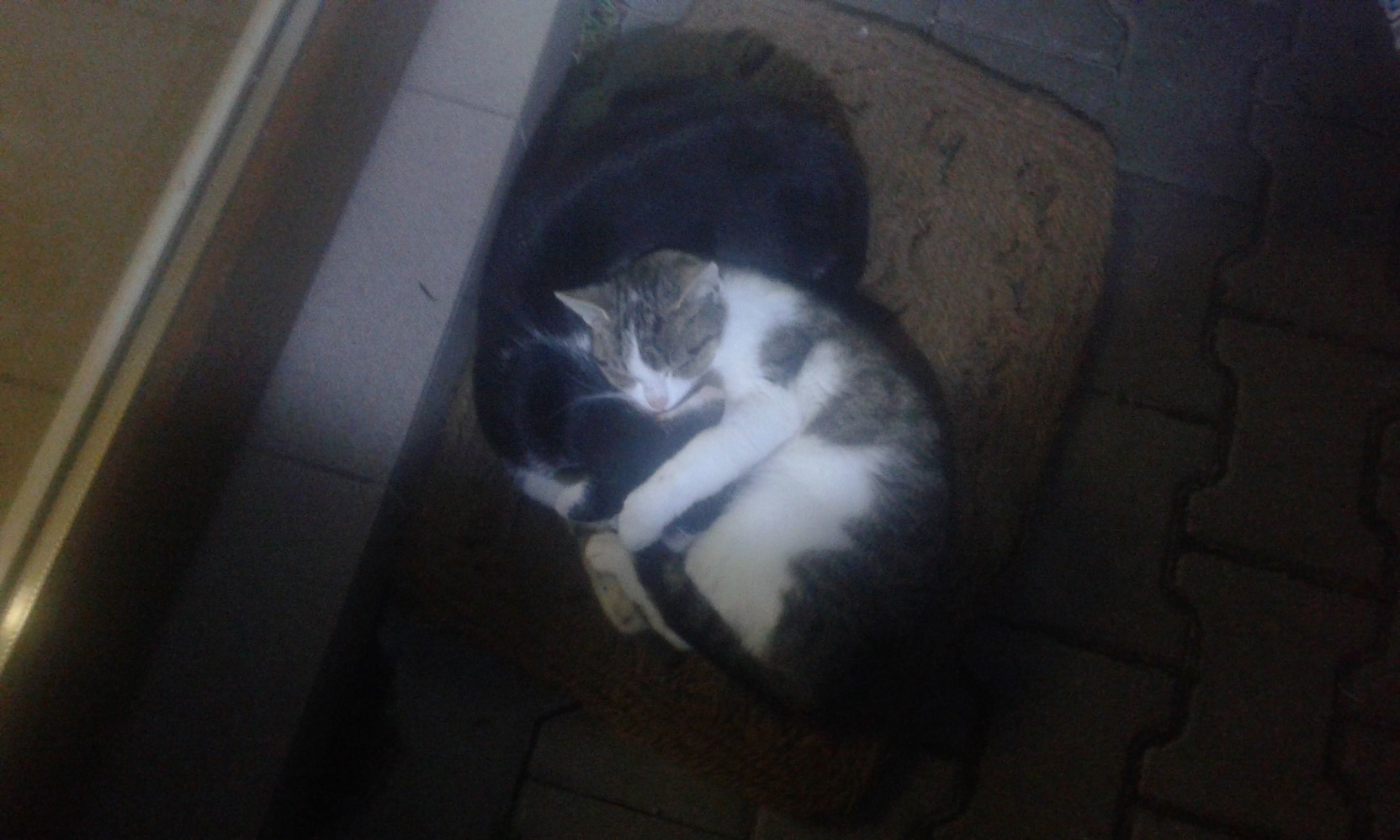 Dospělá kočka která spí a krmí svého kočičího syna 1ročního 