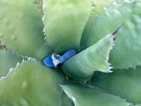 Příroda v detailu - Zázračný kaktus