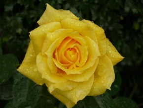 Příroda v detailu - Žlutá růže