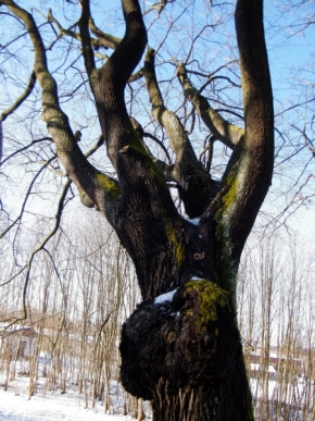 Luboš Minář - strom