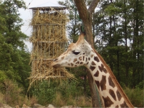 Svět zvířat - žirafa