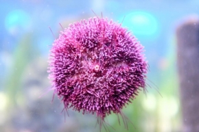 Bláža  Hlasová - ježek 