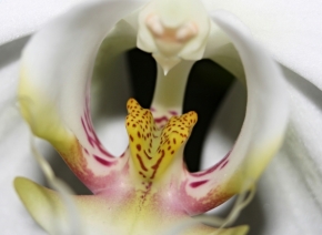 V přírodě - vnitřní svět  - květ orchideje