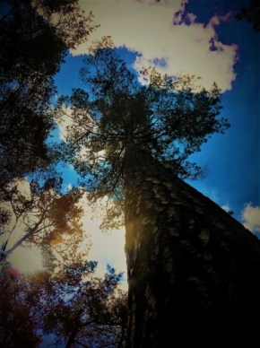 V přírodě - into the trees2