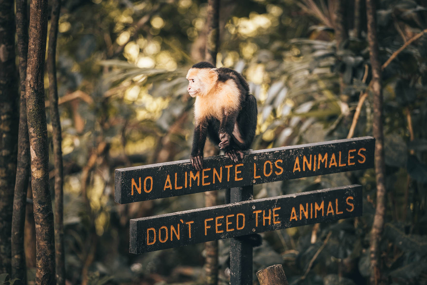 Nekrmte zvířata