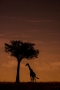 Marie Zunová -Podvečer v buši - Masai Mara/Kenya