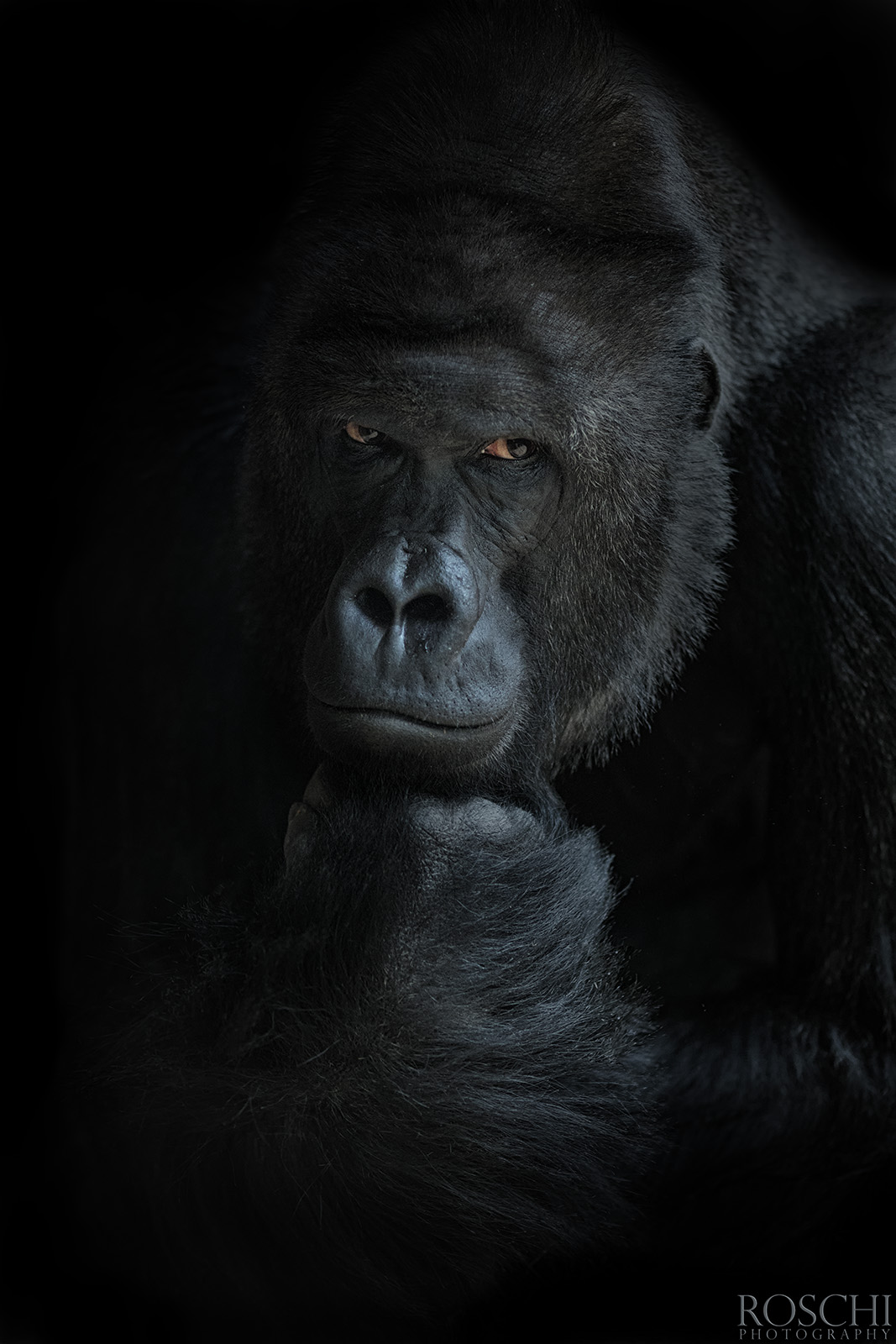 model Richard - gorila nížinná