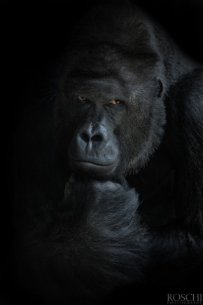 Svět zvířat - Fotograf roku - Kreativita - VI.kolo - model Richard - gorila nížinná