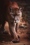 Puma americká