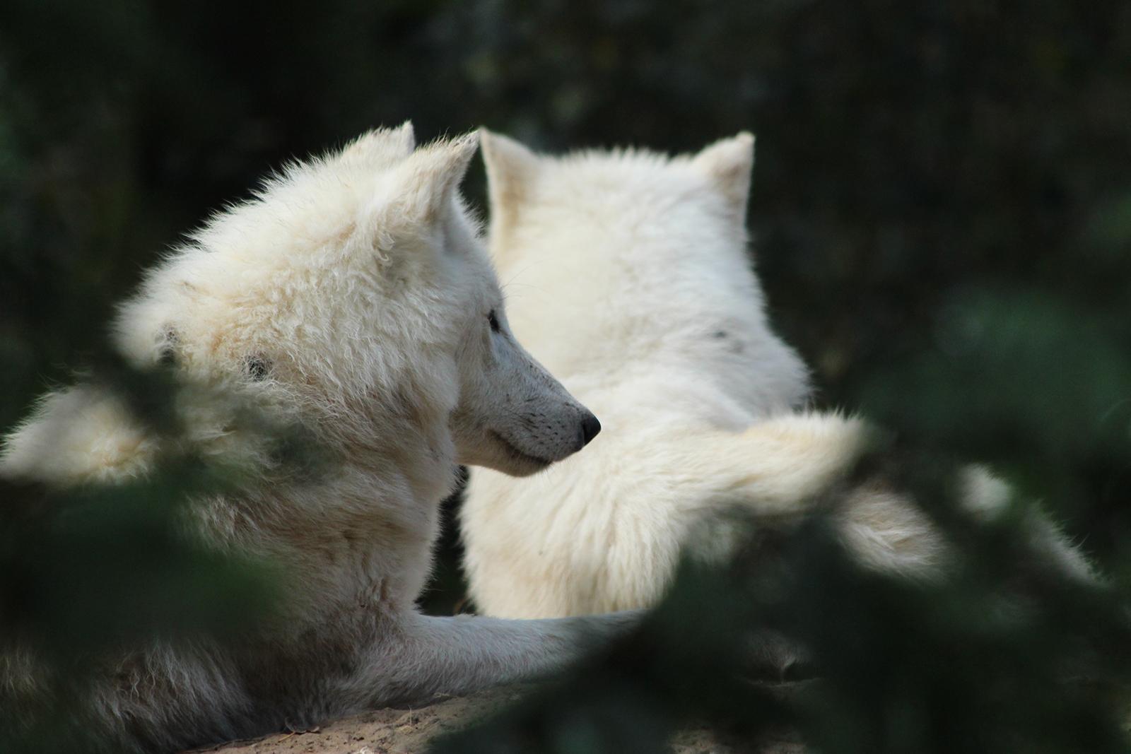Bílí vlci