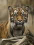 Vlasta Štochlová -Tygr sumaterský