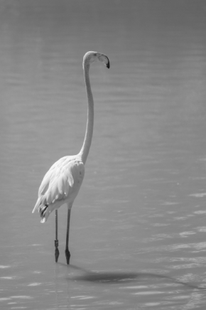 Svět zvířat - Flamingo