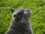Kočka - šedá elegance