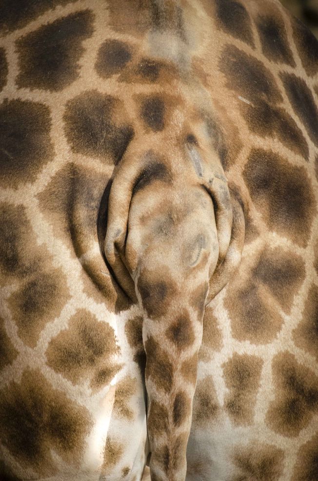 Žirafí názor