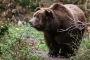 Angelika Špicarová -Medvěd grizzly