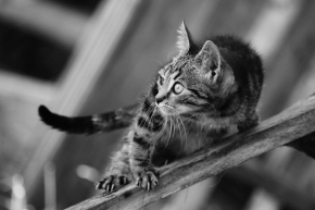 Svět zvířat - Fotograf roku - Junior - VI.kolo - Kočka domácí