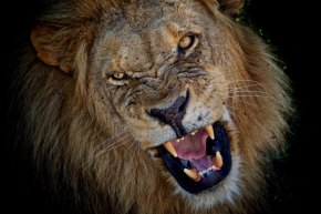 Svět zvířat - angry lion