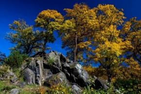 V přírodě - Stromy na podzim