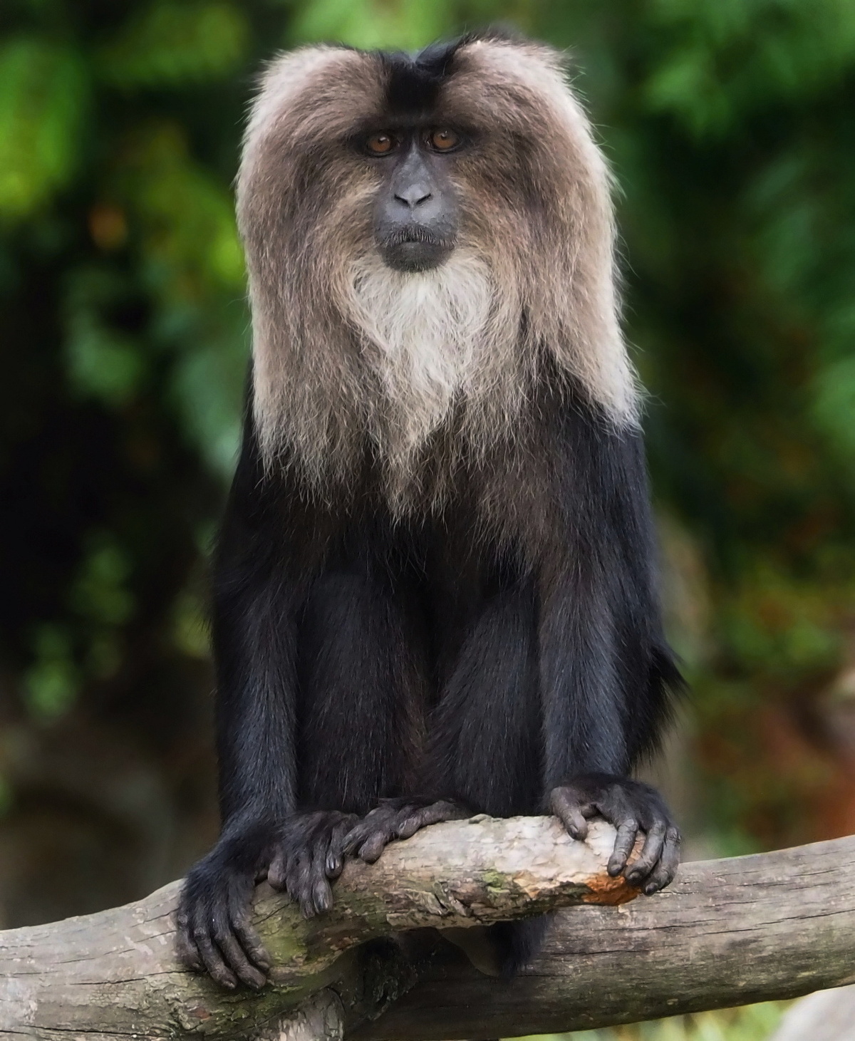 pohled makaka 