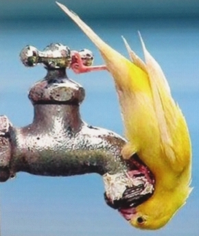 Svět zvířat - Pití vody