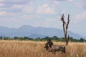 Svět zvířat - Pózující zebry