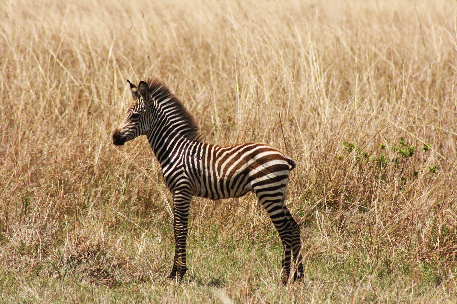 Malá zebra
