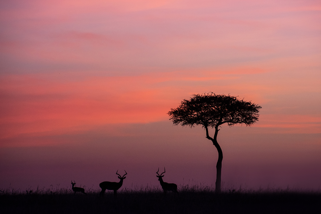 Východ slunce v Masai Mara, Kenya