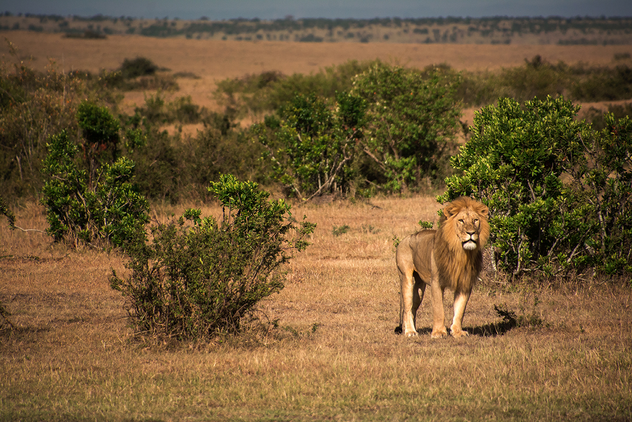 Král džungle, Masai Mara