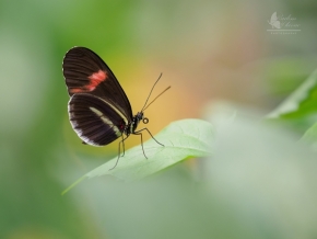 Radim Hlaváč - Motýlí krása