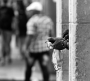 Call