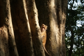 Fotograf roku na cestách 2018 - Opice v záři reflektorů