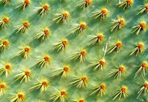 V přírodě - Fotograf roku - Junior - XII.kolo - Kaktus... au!
