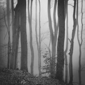Tóny černé a bílé - Fotograf roku - Kreativita - VIII.kolo - V lese