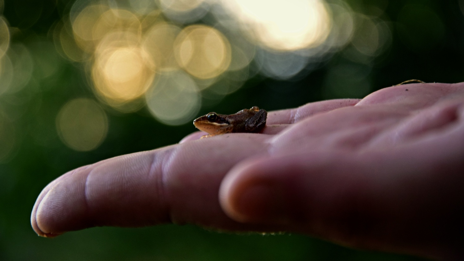 žabka na dlani