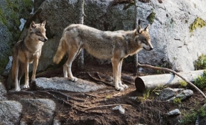 V přírodě - vlci na Šumavě 