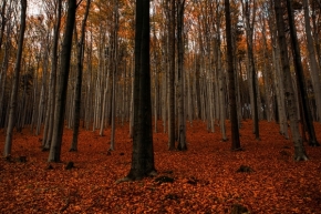 Krajina inspiruje - Fotograf roku - Junior - X.kolo - Mezi stromy
