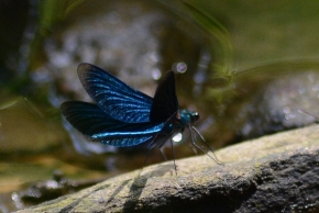 Fotograf roku v přírodě 2018 - motýlice obecná