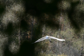 Fotograf roku v přírodě 2018 - volavka bílá