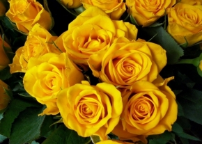Jiri Dvorak - Žluté růže