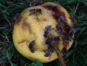 Ludmila Rychlá - Hladové včely