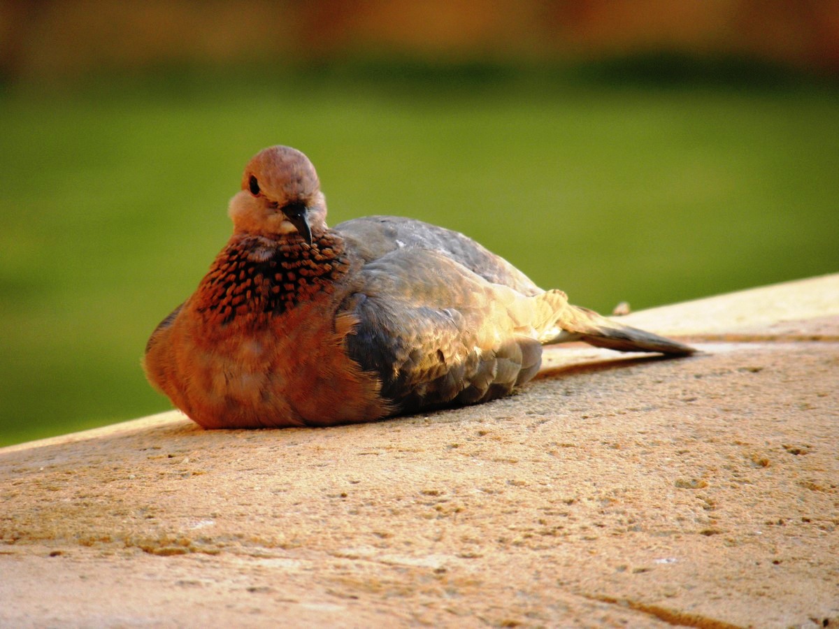egyptský holub