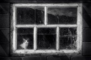 Němý pohled - Fotograf roku - Kreativita - VI.kolo - Kotě za oknem