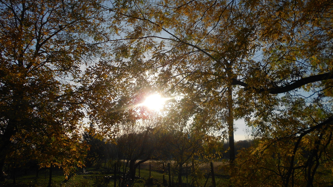 nízké listopadové sluníčko ve větvích