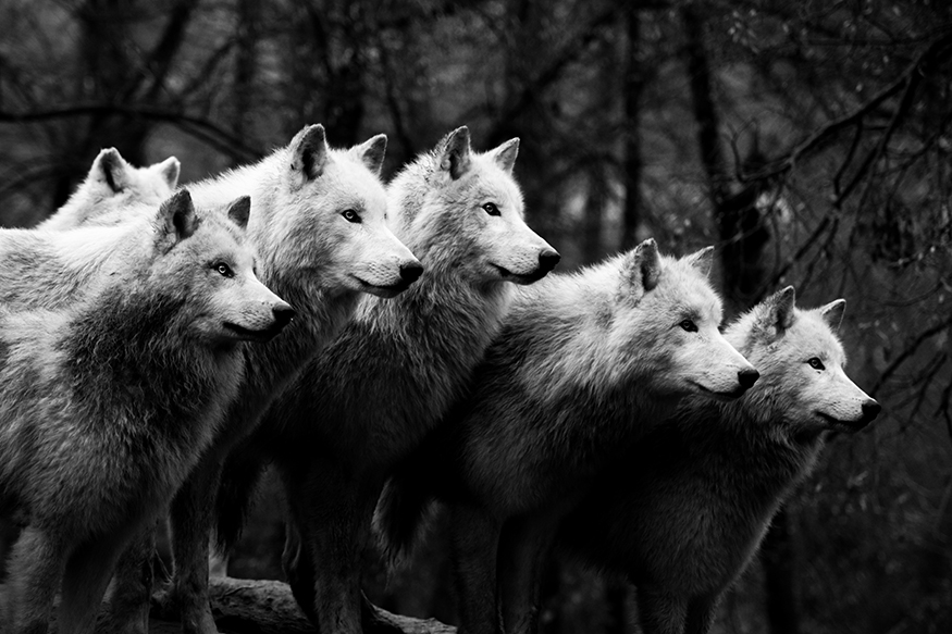 Rodina ala Smečka | Vlci arktičtí