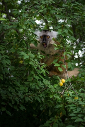 Němý pohled - Lemur Bělohlavý
