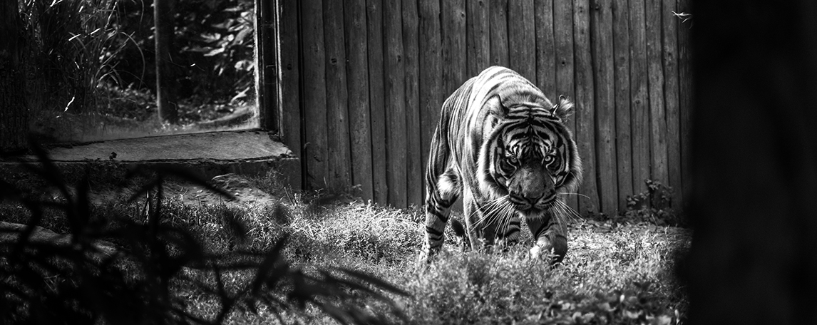 Poslední Sumatra | Tygr Sumatérský